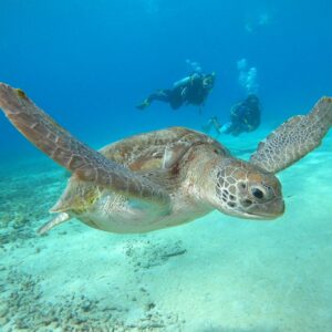 Duik in zeeschildpaddenbescherming met de specialty Sea Turtle Awareness op Curaçao