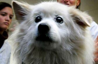 Veterinary Practice Doest