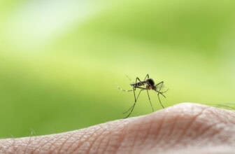 Are mosquitoes bad in Curaçao