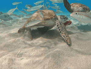 Curacao Private Boat Tours