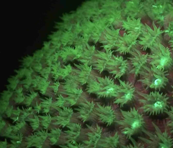 Ervaar de magie van fluorescerend nachtduiken op Curaçao