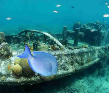 One Tank Bootduik met Ocean Encounters op Curaçao