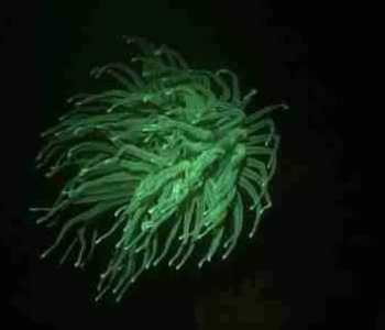 Ervaar de magie van fluorescerend nachtduiken op Curaçao