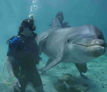 Beleef de Lagune Dolfijnduik op Curaçao