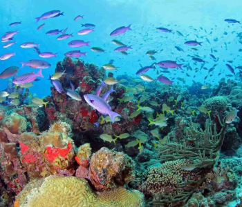 Ontdek de onderwaterwereld met de PADI Cursus Vis Identificatie Specialty op Curaçao