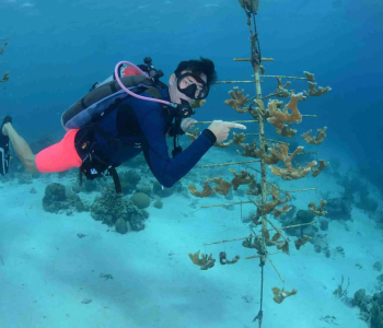 Duiken met een doel: De PADI Reef Renewal Specialty Cursus op Curaçao