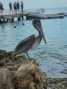 Watertaxi Curacao