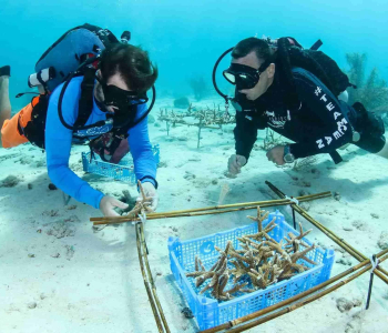 Kantduiken met gids bij LionsDive Beach Resort