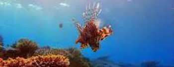 Alice In Wonderland duik