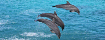 Dolphin Swim