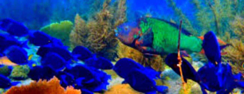 Duane’s Release/Scooter Paradise