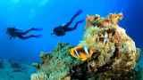 3 divespots you must visit when diving on Curacao