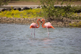 Flamingos Curacao