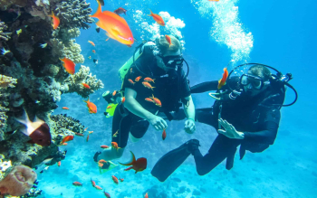 Dive into Adventure: Guided Diving Experiences in Curaçao