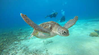 Dive into Sea Turtle Conservation with the Sea Turtle Awareness Specialty in Curaçao