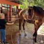 Paardrijden Curacao - Ponypret Curacao