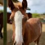 rancho-mi-famia-curacao-2