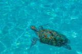 Turtles curacao